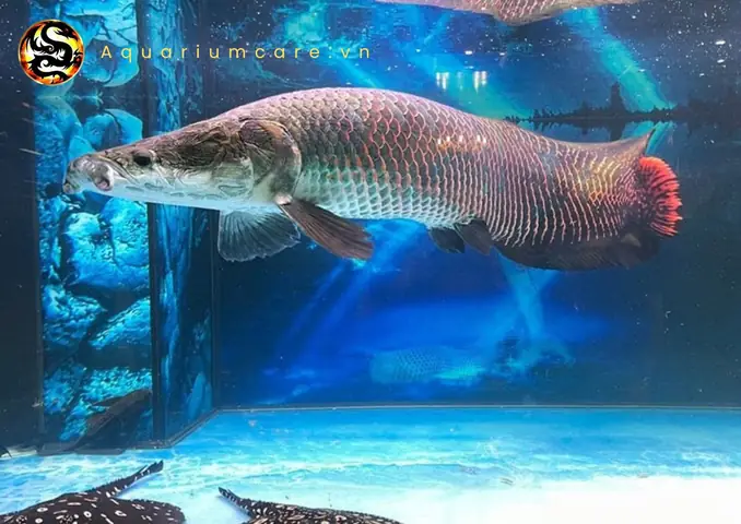 Cá Hải Tượng Long