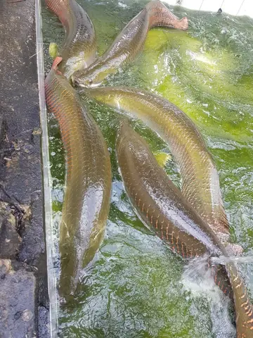 Thịt Cá Có Ăn Được Không