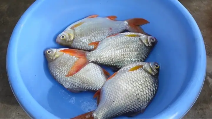 Bao Nhiêu Tiền 1kg Cá He?