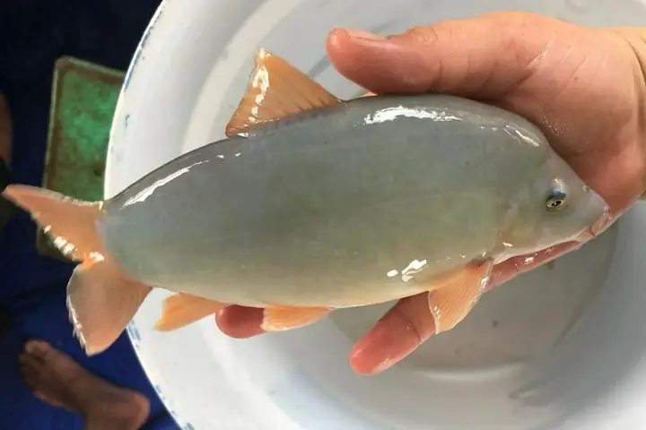 Giới Thiệu Về Cá Heo Miền Tây