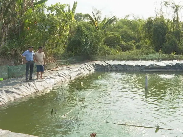 Cá Heo Nước Ngọt Cảnh