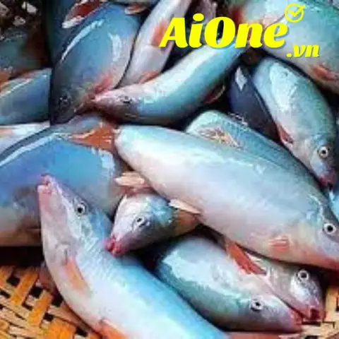 Cá Heo Nước Ngọt Mua Ở Đâu? Hướng Dẫn Chi Tiết Từ A-z