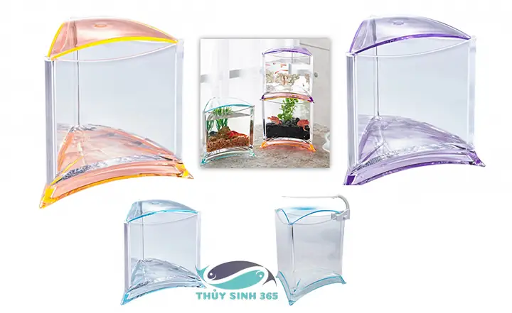 Cá Hình Tam Giác: Cẩm Nang Toàn Diện Từ Khoa Học Đến Nuôi Trồng