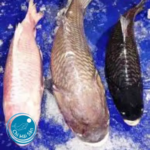 Cá Hô Giá Bao Nhiêu? Bảng Giá Mới Nhất & Kinh Nghiệm Mua Sắm Cá Hô Giá Bao Nhiêu? Bảng Giá Mới Nhất & Kinh Nghiệm Mua Sắm