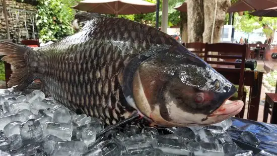 Cá Hô Giá Bao Nhiêu? Bảng Giá Mới Nhất & Kinh Nghiệm Mua Sắm Cá Hô Giá Bao Nhiêu? Bảng Giá Mới Nhất & Kinh Nghiệm Mua Sắm
