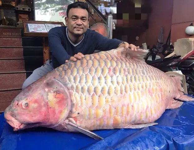Huyền Thoại Cá Hô Khổng Lồ Trên Dòng Cửu Long
