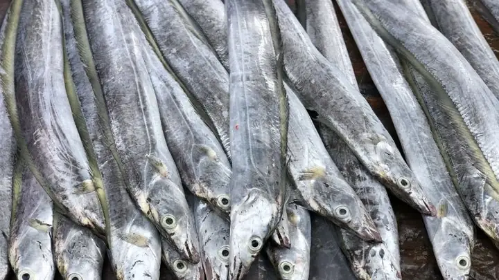 1cá Hố Là Cá Gì?