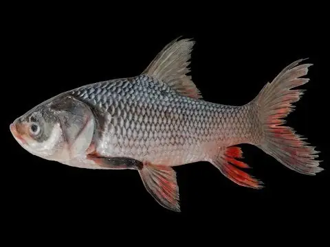 Cá Hô Là Cá Gì? Loài Cá Khổng Lồ Sông Mekong Và Những Điều Ít Biết