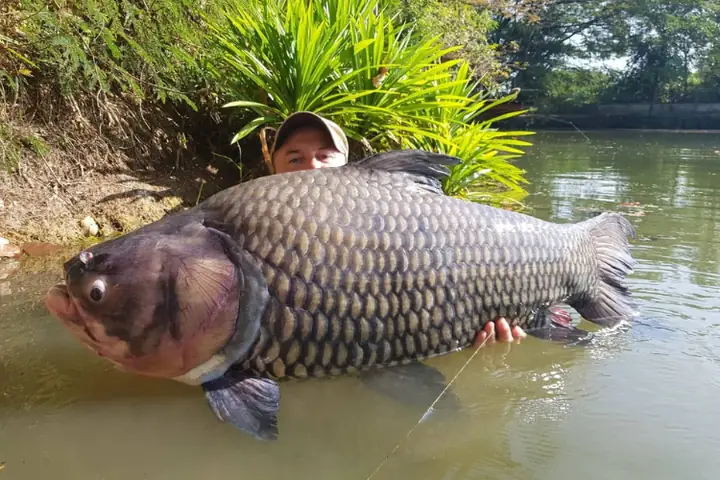 Cá Hô Là Cá Gì? Loài Cá Khổng Lồ Sông Mekong Và Những Điều Ít Biết