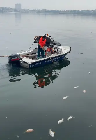 Cá Hồ Tây Chết Hàng Loạt