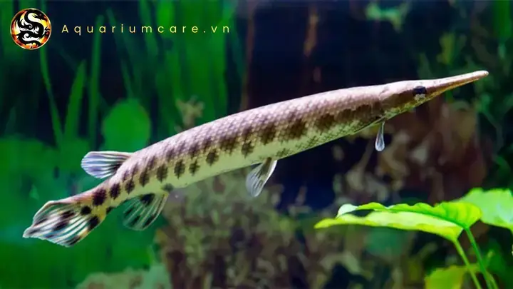 Tổng Quan Về Cá Sấu Hỏa Tiễn Tổng Quan Về Cá Sấu Hỏa Tiễn