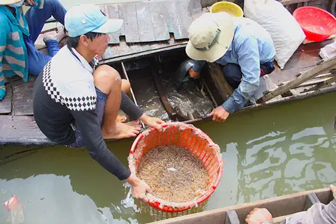"hung Ngư" Cá Hoàng Đế Hồ Trị An Dần Vắng Bóng