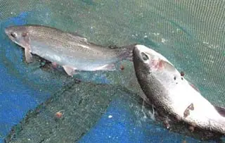 Cá Hồi Đà Lạt
