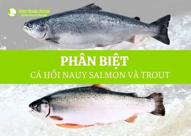 Cá Hồi Nước Ngọt Ăn Sống Được Không? Câu Trả Lời Từ Chuyên Gia