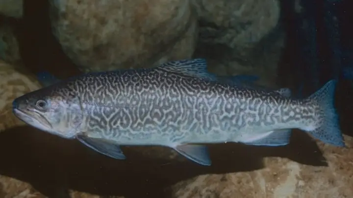 Cá Hồi Chinook
