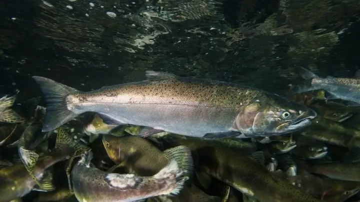 Cá Hồi Bạc (cá Hồi Coho)