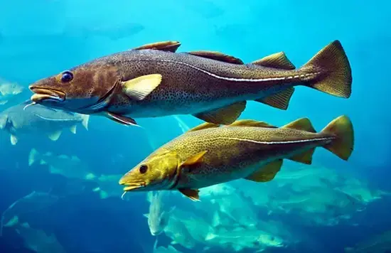 Cá Tuyết Alaska (pacific Cod) Size 1kg+