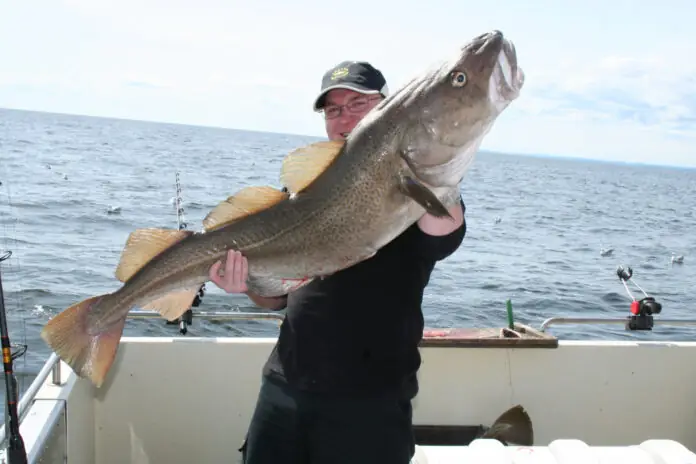 Trond-20kg-torsk