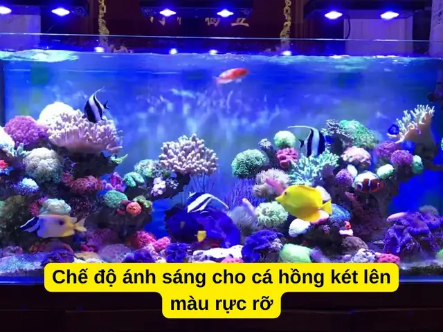 Chế Độ Ánh Sáng Cho Cá Hồng Két Lên Màu Rực Rỡ