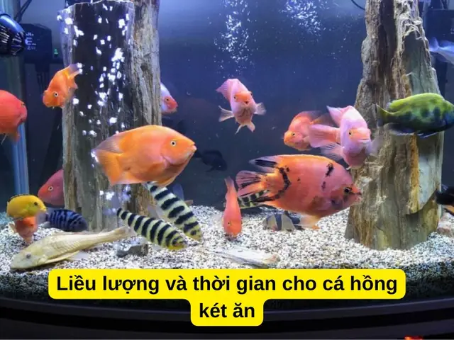 Liều Lượng Và Thời Gian Cho Cá Hồng Két Ăn