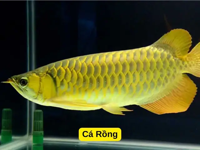 Cá Hồng Két Nuôi Chung Với Cá Rồng Được Không?