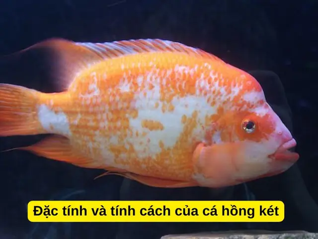 Đặc Tính Và Tính Cách Của Cá Hồng Két