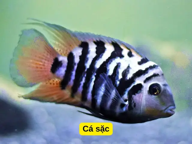 Cá Sặc