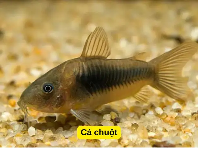 Cá Chuột