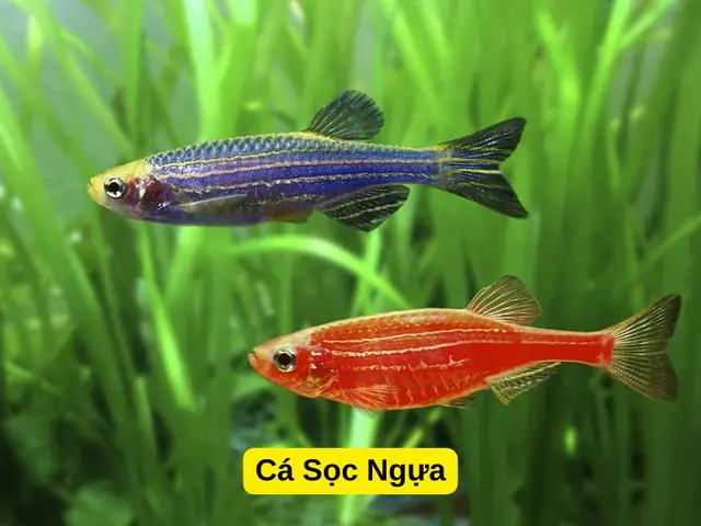 Cá Cánh Buồm Và Cá Sọc Ngựa