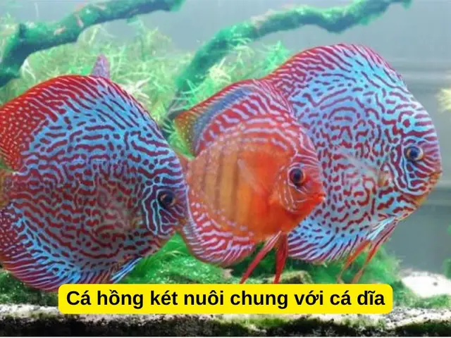 Cá Hồng Két Và Cá Dĩa Có Nuôi Chung Không?