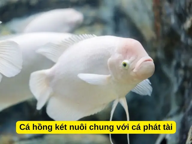 Cá Hồng Két Nuôi Chung Với Cá Phát Tài
