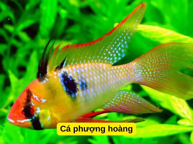 Cá Phượng Hoàng