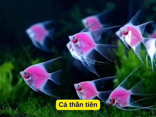 Cá Thần Tiên