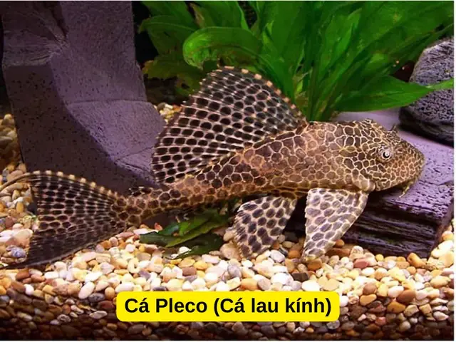 Cá Pleco (cá Lau Kính)