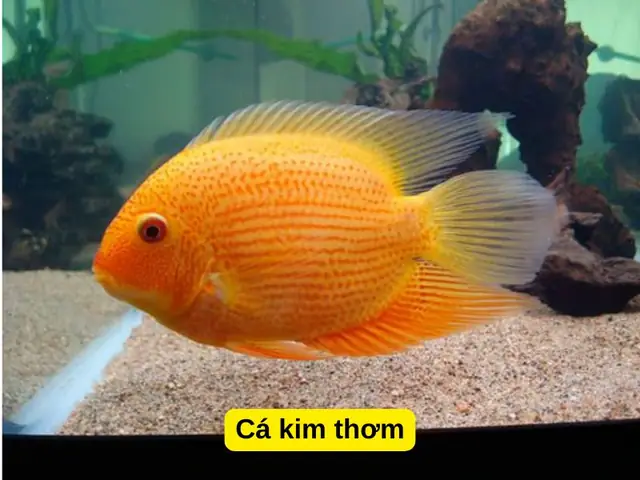 Cá Kim Thơm