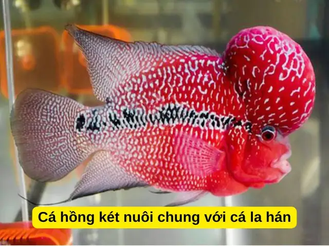 Cá Hồng Két Có Nuôi Chung Với Cá La Hán Được Không?