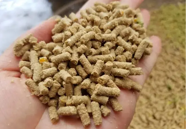 Cá Hồng Kỳ Phát Tài