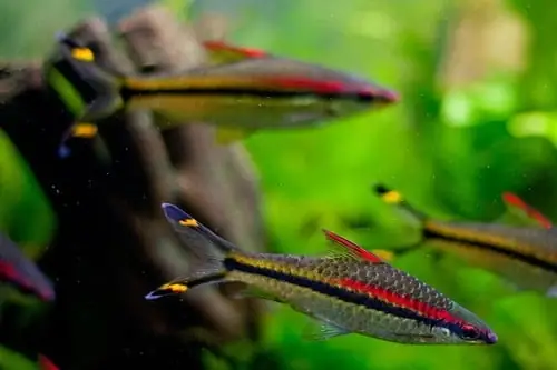 Tổng Quan Về Cá Tên Lửa
