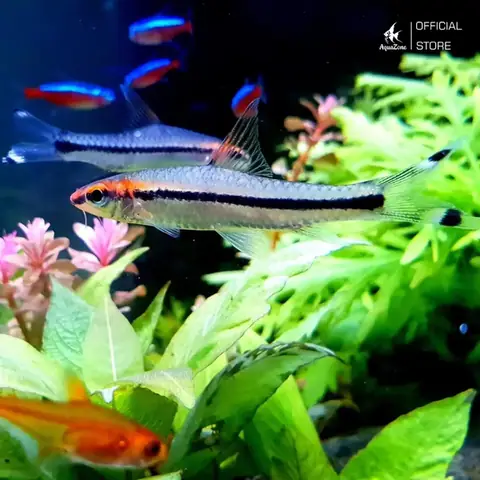 Cá Hồng Mi Ấn Độ