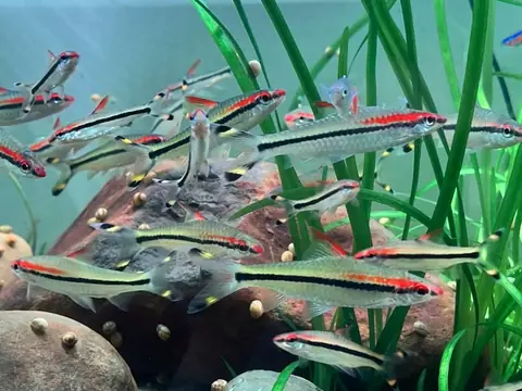 *****cá Hồng Mi Thường, Cá Hồng Mi Vàng- Cá Thủy Sinh - Cá Cảnh Thiên Phước*** Thông Tin Cá Cảnhđặc Điểm Của Cá Hồng Mi
