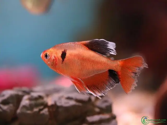 Các Loại Cá Hồng Nhung Phổ Biến