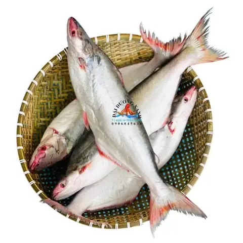 Cá Dứa Một Nắng