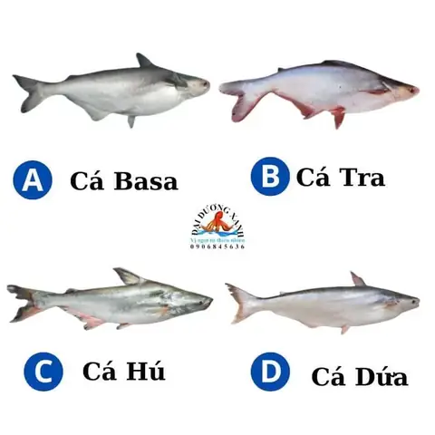 Phân Biệt Cá Basa Cá Tra Cá Dứa Và Cá Hú