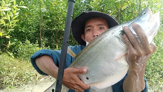 Cá Hugo Là Gì? Loài Cá Đặc Biệt Và Những Điều Bạn Chưa Biết