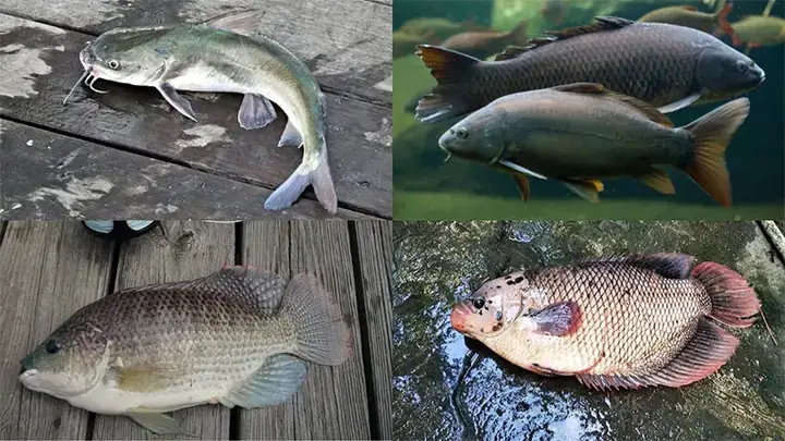 Cá Hường Sống Ở Đâu? Giải Mã Môi Trường Sống Chính Xác