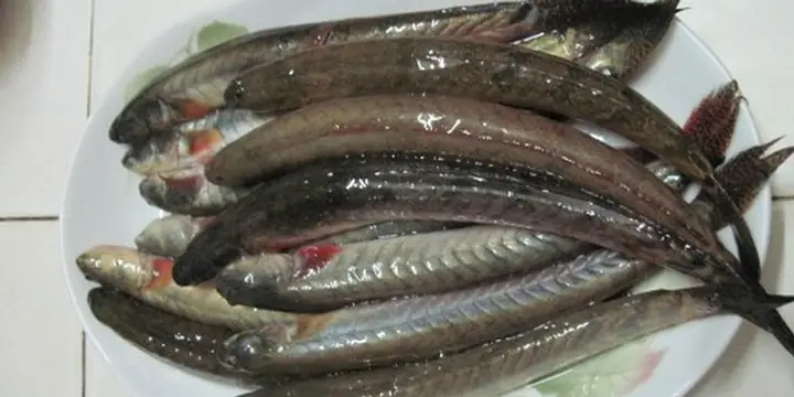 Cá Kèo Tiếng Anh Là Gì? Tổng Hợp Thông Tin Về Loài Cá Đặc Sản Miền Tây