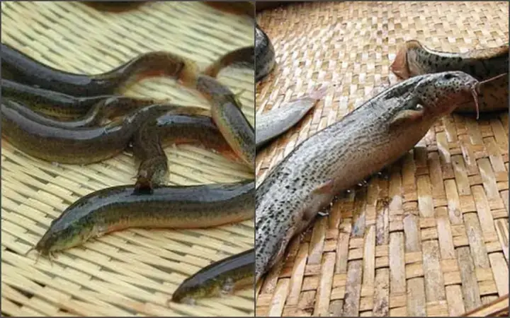 Tổng Quan Về Cá Kèo Và Cá Chạch