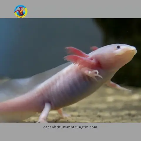 Có Cần Nắp Đậy Cho Bể Không?