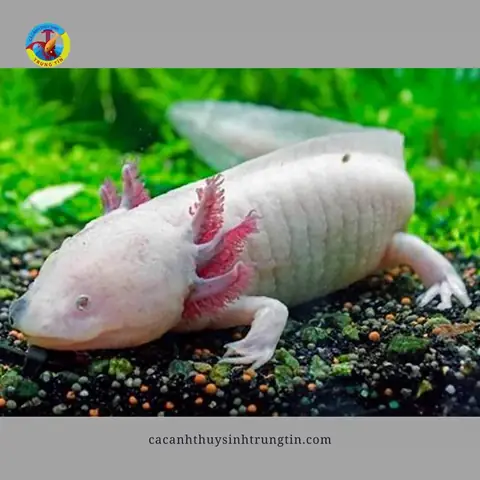 Cá Khủng Long 6 Sừng (axolotl) Là Gì?
