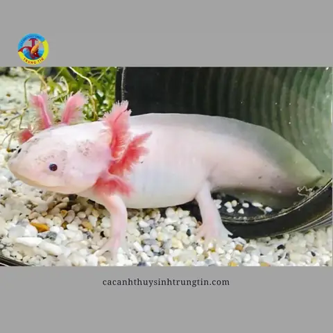 Kích Thước Bể Phù Hợp